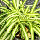 Bonnie (curly leaves) Spider Plant Flower Plant RARE Home Plant Easy Care