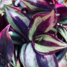 Purple and silver Tradescantia Zebrina Plant Flower Plant RARE Home Plant Easy Care