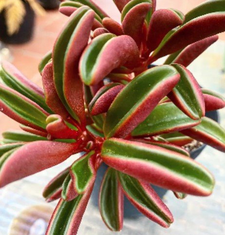 Ruby Glow peperomia cutting Plant Flower Plant RARE Home Plant Easy Care