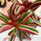 Ruby Glow peperomia cutting Plant Flower Plant RARE Home Plant Easy Care