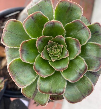 Aeonium holochrysum succulent cutting Plant Flower Plant RARE Home Plant Easy Care