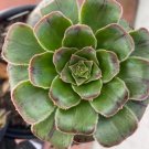 Aeonium holochrysum succulent cutting Plant Flower Plant RARE Home Plant Easy Care
