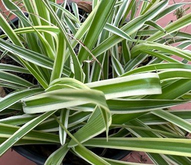 Reverse variegated spider Plant Flower Plant RARE Home Plant Easy Care