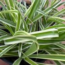 Reverse variegated spider Plant Flower Plant RARE Home Plant Easy Care