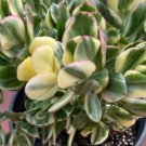 Crassula Ovata variegata succulent Plant Flower Plant RARE Home Plant Easy Care