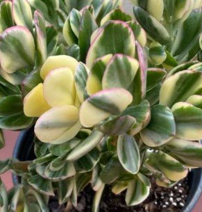 Crassula Ovata variegata succulent Plant Flower Plant RARE Home Plant Easy Care