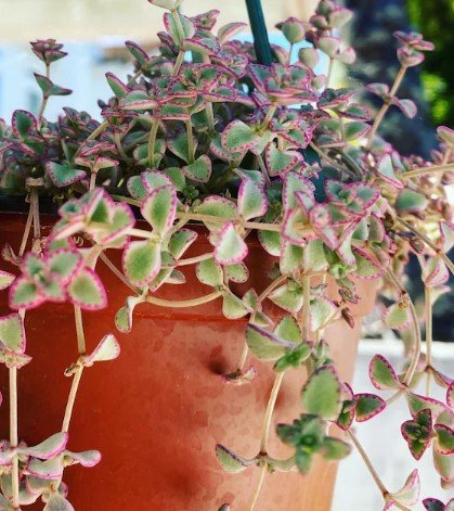 Hanging plant Crassula Pellucida Plant Flower Plant RARE Home Plant Easy Care