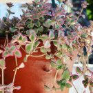 Hanging plant Crassula Pellucida Plant Flower Plant RARE Home Plant Easy Care