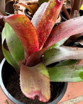 Bromeliad Aech nudicalis rubra Plant Flower Plant RARE Home Plant Easy Care