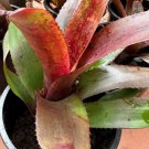 Bromeliad Aech nudicalis rubra Plant Flower Plant RARE Home Plant Easy Care