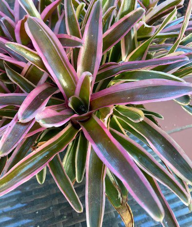Bromeliad neo fireball varg Plant Flower Plant RARE Home Plant Easy Care