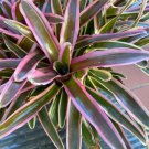 Bromeliad neo fireball varg Plant Flower Plant RARE Home Plant Easy Care
