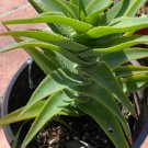 Climbing Aloe succulent Plant Flower Plant RARE Home Plant Easy Care