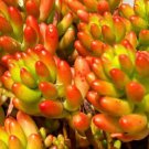 Sedum rubrotinctum Succulent Plant Flower Plant RARE Home Plant Easy Care