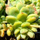 Sedum Clavatum succulent Plant Flower Plant RARE Home Plant Easy Care