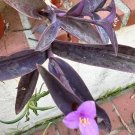 Purple spiderwort, Purple Heart Plant Flower Plant RARE Home Plant Easy Care