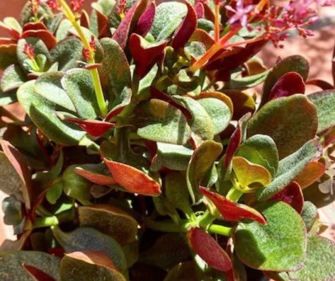 Crassula multicava &acirc;��Ngabara&acirc;�� Plant Flower Plant RARE Home Plant Easy Care