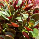 Crassula multicava ‘Ngabara’ Plant Flower Plant RARE Home Plant Easy Care