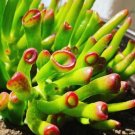 Crassula Ovata Ladyfingers Plant Flower Plant RARE Home Plant Easy Care