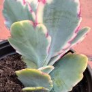 variegated sunburst kalanchoe Plant Flower Plant RARE Home Plant Easy Care