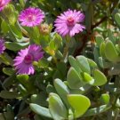 Lampranthus Flowering succulent Plant Flower Plant RARE Home Plant Easy Care