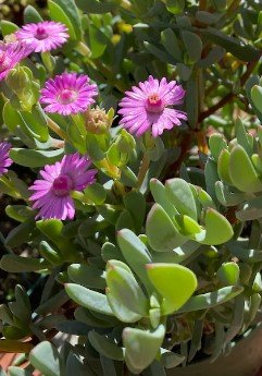 Lampranthus Flowering succulent Plant Flower Plant RARE Home Plant Easy Care