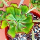 Sedum dendroideum succulent cutting Plant Flower Plant RARE Home Plant Easy Care