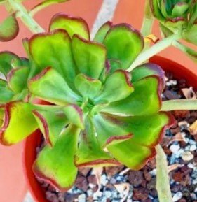Sedum dendroideum succulent cutting Plant Flower Plant RARE Home Plant Easy Care