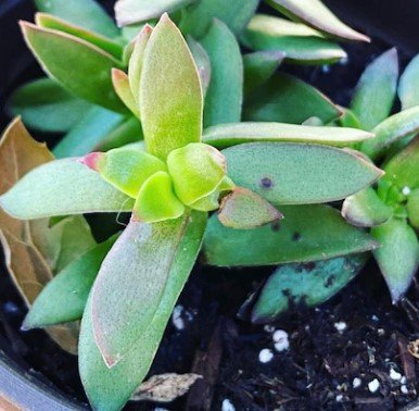 dark red crassula succulent Plant Flower Plant RARE Home Plant Easy Care