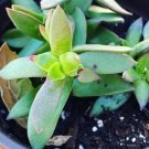 dark red crassula succulent Plant Flower Plant RARE Home Plant Easy Care