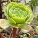 Aeonium Succulent Cutting Plant Flower Plant RARE Home Plant Easy Care