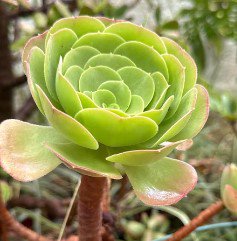 Aeonium Succulent Cutting Plant Flower Plant RARE Home Plant Easy Care
