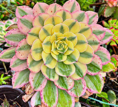 Aeonium sunburst succulent cutting Plant Flower Plant RARE Home Plant Easy Care
