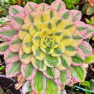 Aeonium sunburst succulent cutting Plant Flower Plant RARE Home Plant Easy Care