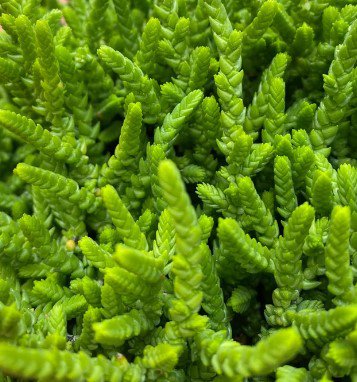 Watch Chain succulent Plant Flower Plant RARE Home Plant Easy Care