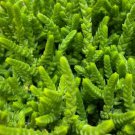 Watch Chain succulent Plant Flower Plant RARE Home Plant Easy Care