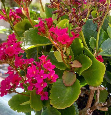 Widow&acirc;��s thrill kalanchoe Cutting Plant Flower Plant RARE Home Plant Easy Care