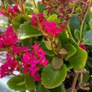 Widow’s thrill kalanchoe Cutting Plant Flower Plant RARE Home Plant Easy Care