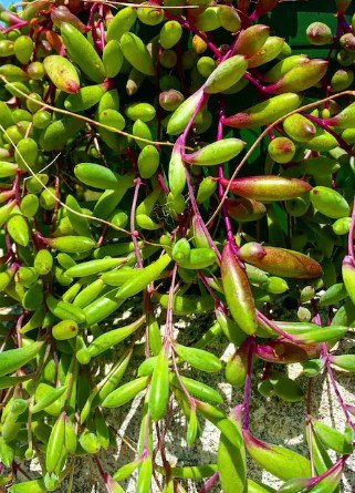 othanna capensis &acirc;��Ruby Necklace&acirc;�� Cutting Plant Flower Plant RARE Home Plant Easy Care