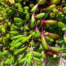 othanna capensis ‘Ruby Necklace’ Cutting Plant Flower Plant RARE Home Plant Easy Care