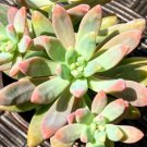 Sedum pachyphyllum succulent Cutting Plant Flower Plant RARE Home Plant Easy Care