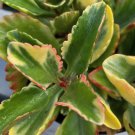 Variegated Kalanchoe sunburst Cutting Plant Flower Plant RARE Home Plant Easy Care