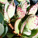 Kalanchoe humilis cutting Plant Flower Plant RARE Home Plant Easy Care