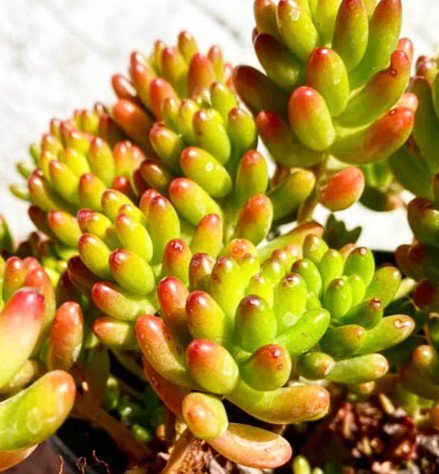 Jelly Beans Sedum rubrotinctum Cutting Plant Flower Plant RARE Home Plant Easy Care