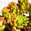 Jelly Beans Sedum rubrotinctum Cutting Plant Flower Plant RARE Home Plant Easy Care