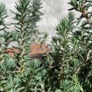 Sedum Blue Spruce Cold Hardy Cutting Plant Flower Plant RARE Home Plant Easy Care
