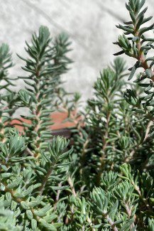 Sedum Blue Spruce Cold Hardy Cutting Plant Flower Plant RARE Home Plant Easy Care