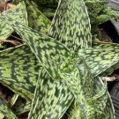 Star Aloe ‘Firecracker’ Cutting Plant Flower Plant RARE Home Plant Easy Care