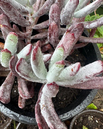 Cotyledon Silver peak Cutting Plant Flower Plant RARE Home Plant Easy Care