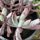 Cotyledon Silver peak Cutting Plant Flower Plant RARE Home Plant Easy Care